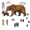 В заказнике «Больше-Кемчугский» идет учет медведя